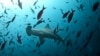 Alertan gobiernos de la región por presencia de pesqueros chinos cerca de las Islas Galápagos