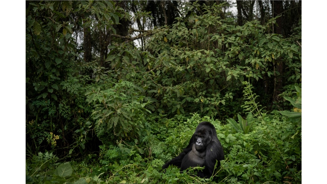 FILE - In this Sept. 2, 2019, file photo, a silverback mountain gorilla named Segasira sits among plants in the Volcanoes National Park, Rwanda.