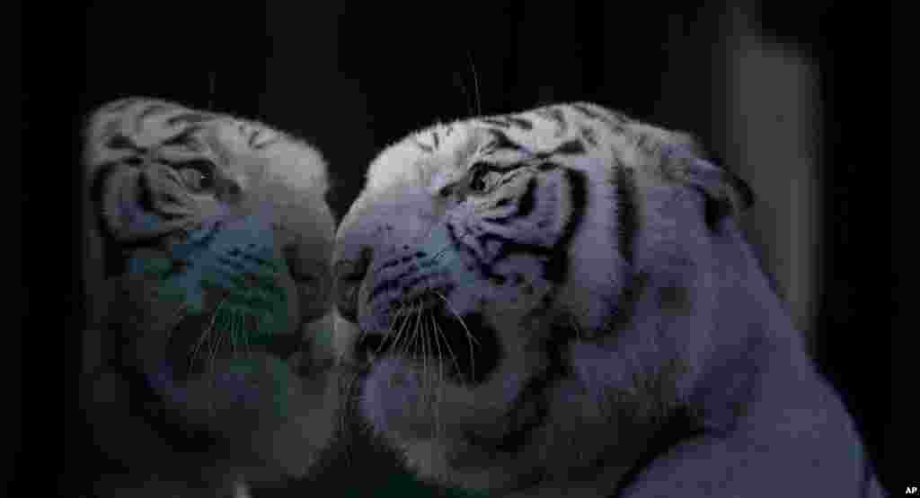 Cleo, seekor harimau Bengali melihat ke sebuah kaca di kandangnya, di kebun binatang Buenos Aires, Argentina.