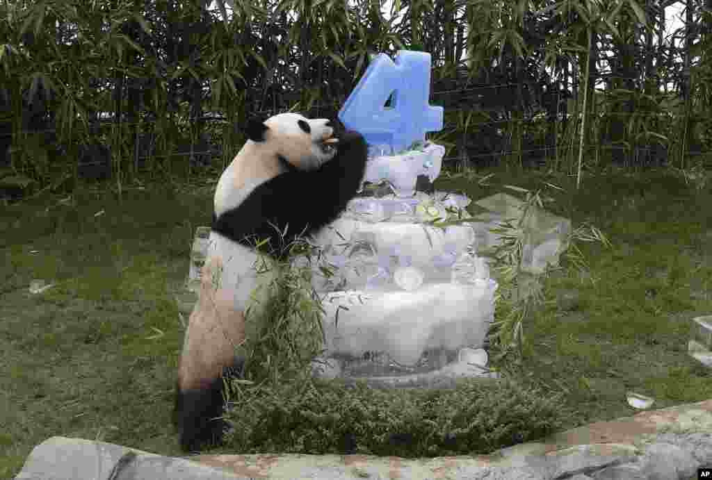 Panda, Le Bao menikmati kue ulang tahun pada HUT yang ke-4 di Yongin, Korea Selatan.