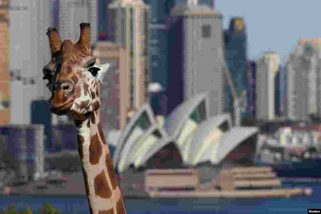 A giraffe is seen at Taronga Zoo Sydney as it re-opens to the public amidst the easing of the coronavirus disease (COVID-19) restrictions following an extended closure in Sydney, Australia.