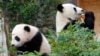 ARCHIVO - Bai Yun come bambú en el Zoo de San Diego, el 17 de diciembre de 2003. China prepara el envío de una nueva pareja de pandas gigantes a ese Zoológico luego de requisar todos los ejemplares en préstamo en EEUU. 