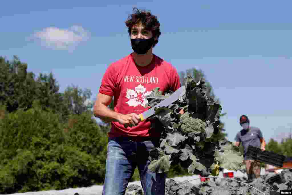 Canada's Prime Minister Justin Trudeau harvests broccoli at an Ottawa Food Bank farm on Canada Day in Ottawa, Ontario.
