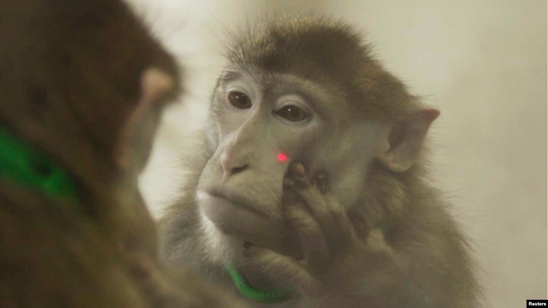 A rhesus monkey puts its hand near a laser light on its face as it looks at itself in the mirror, during experiments that showed that rhesus monkeys can learn to recognize themselves in the mirror, in this undated handout picture courtesy of Neng Gong of he Chinese Academy of Sciences in Shanghai, China.
