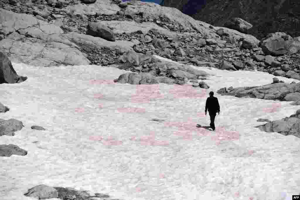 A man walking on pink colored snow, supposedly due to the presence of colonies of algae of the species Ancylonela nordenskioeldii from Greenland, at the Presena glacier near Pellizzano, Italy, July 4, 2020.