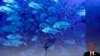 US Proposal Would Create World's Largest Marine Sanctuary