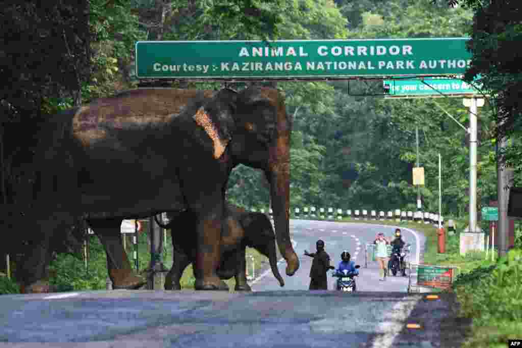 A a wild elephant and a calf cross the highway at the flood-affected Kaziranga National Park in India's northeast state of Assam. Around 90 percent of the famous 430-square-kilometer (166-square-mile) Kaziranga National Park is under water, drowning several rhinos and wild boars.