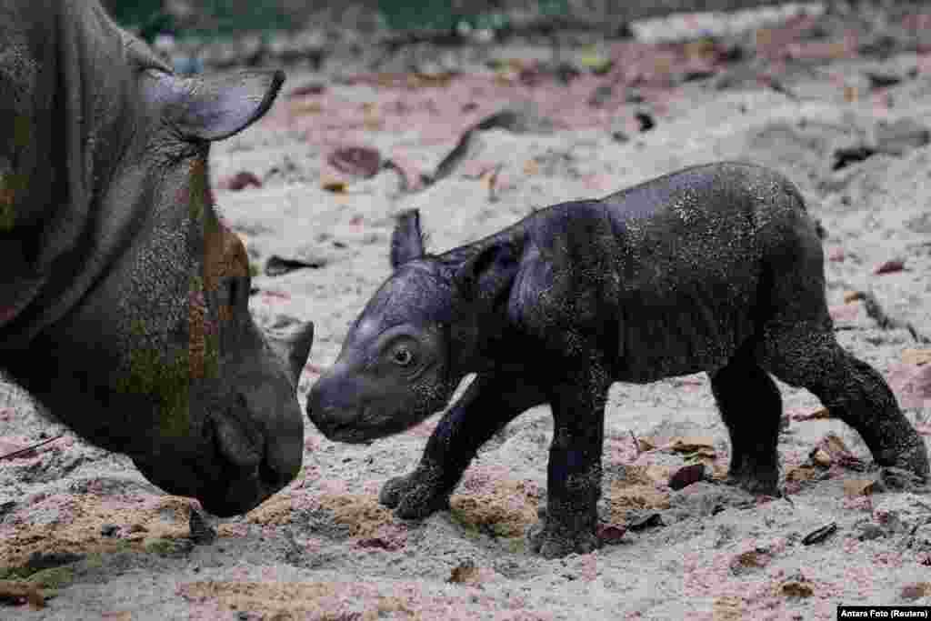 A recently born endangered female Sumatran rhinoceros is seen next to her mother, Ratu, at Sumatran Rhino Sanctuary of Kambas National Park, Lampung, Indonesia, in this photo taken by Antara Foto.