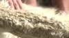Alpaca Farmer Shears His Way to Success