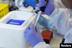Technicians prepare vine samples for DNA extraction at the Vine and Wine Research Institute (ICVV) in Logrono, Spain, October 5, 2022. (REUTERS/Vincent West)