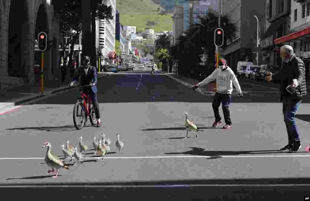 Egyptian geese are guided safely across a busy street in Cape Town, South Africa.
