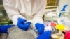 FILE - Specialists give an injection to a rabbit at a laboratory of the Federal Center for Animal Health during the development of a vaccine against the COVID-19 for animals, in Vladimir, Russia, Dec. 9, 2020. (VETANDLIFE.RU/Handout)