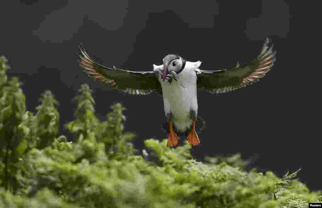 Burung Puffin terbang dengan belut laut di mulutnya untuk dibeikan pada anak-anaknya di Skomer Island, Pembrokeshire, Wales, Inggris.