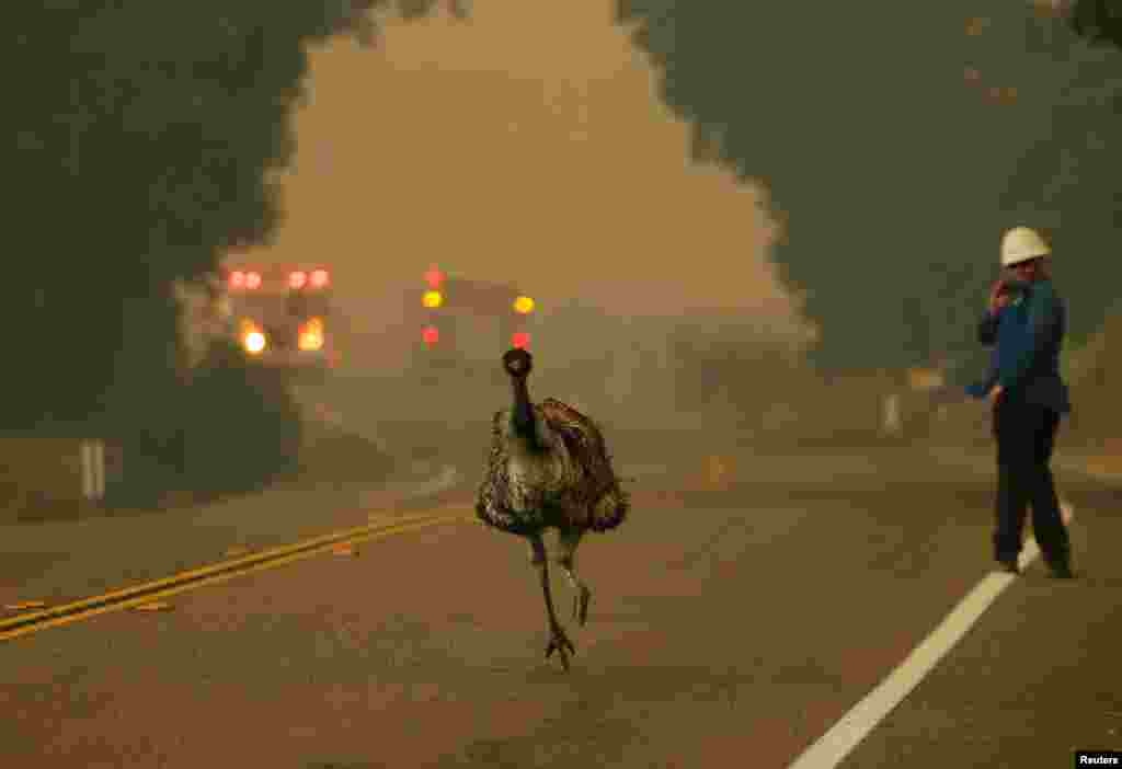 Seekor emu berlari di jalan menghindari kebakaran hutan dekat Potrero, California, 20 Juni 2016.