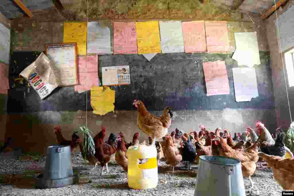 Chickens are seen in a classroom converted into a poultry house because of COVID-19 in the town of Wang'uru, Kenya.