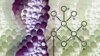 Donor DNA May Identify Early Heart Transplant Rejection