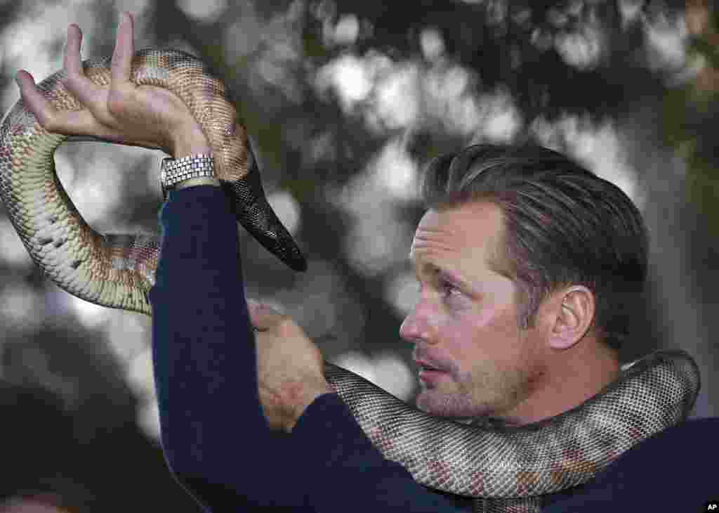 Aktor Alexander Skarsgard, yang berperan sebagai Tarzan dalam film The Legend of Tarzan berpose dengan ular python di kebun binatang Sydney, Australia. 