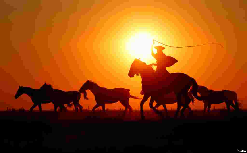 Traditional Hungarian horsemen herd a team of horses on the Great Hungarian Plain in Hortobagy, Hungary.