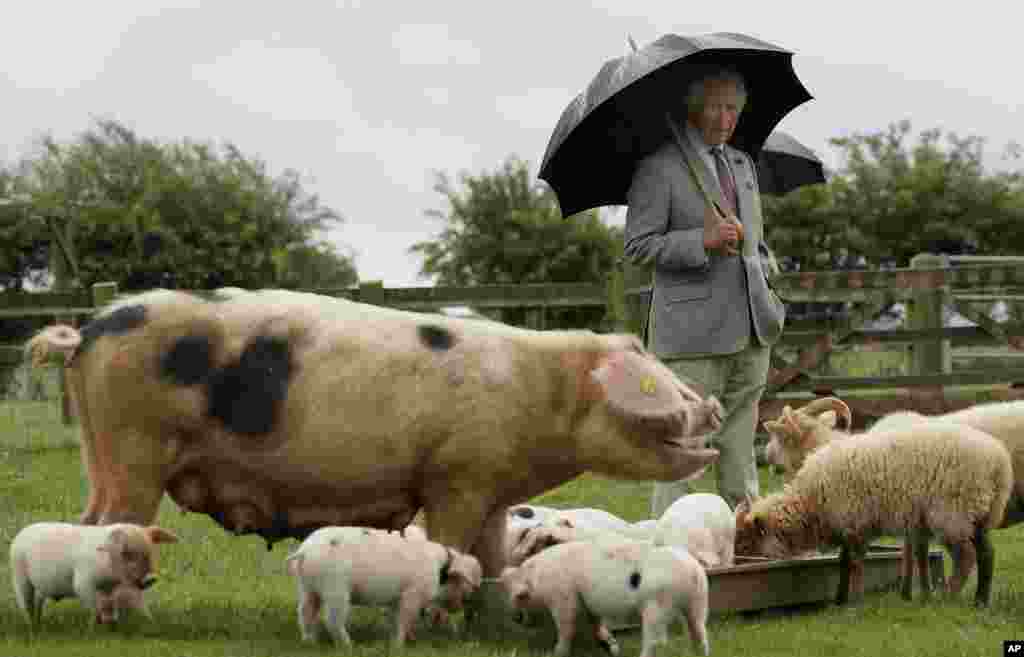 Britain's Prince Charles looks at a Gloucestershire Old Spot pig with her piglets during a visit to Cotswold Farm Park in Guiting Power near Cheltenham, England.
