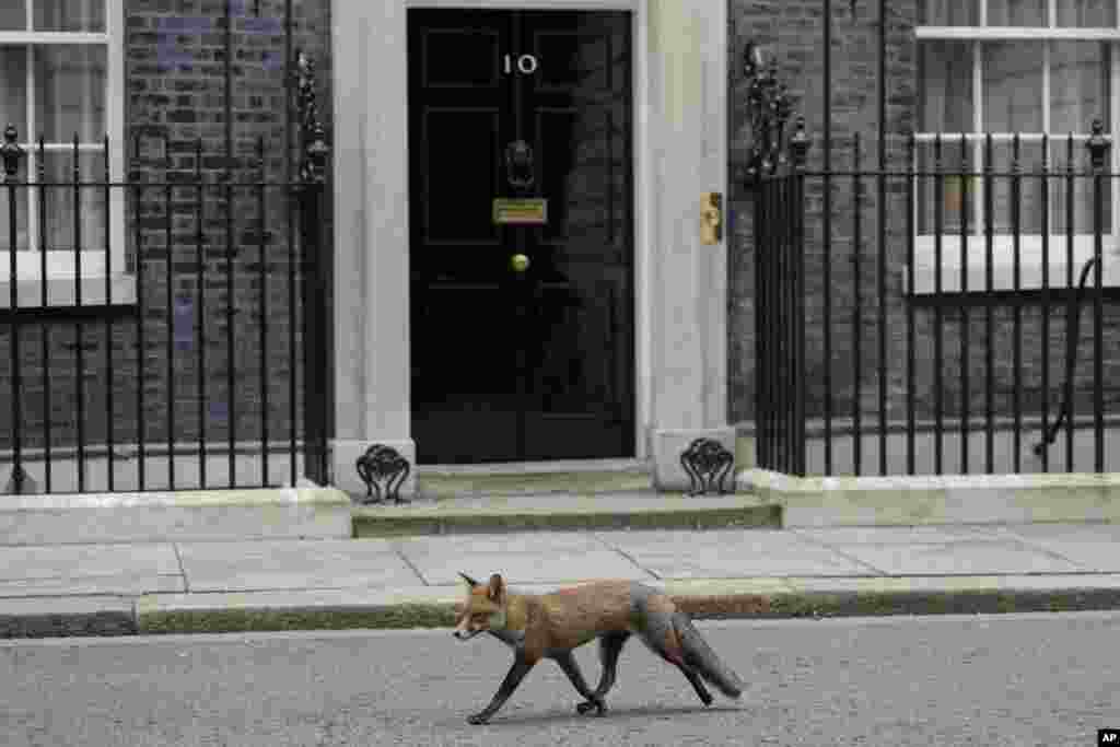 A fox passes 10 Downing Street in London as members of the government hold a cabinet meeting inside.