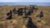 Mayor Fighting for Seals in Alaska