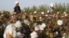 EE.UU. prohíbe importaciones de algodón y productos a base de tomate de región uigur de China