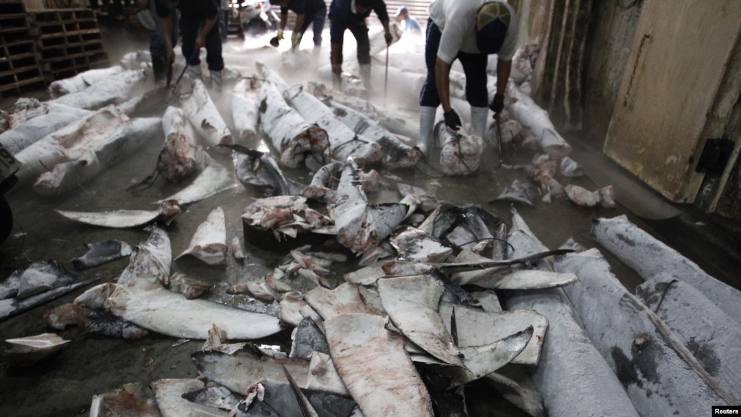 Workers cut off fins from frozen carcasses of a sharks at a fish processing plant in Kaohsiung, southern Taiwan, November 15, 2011.