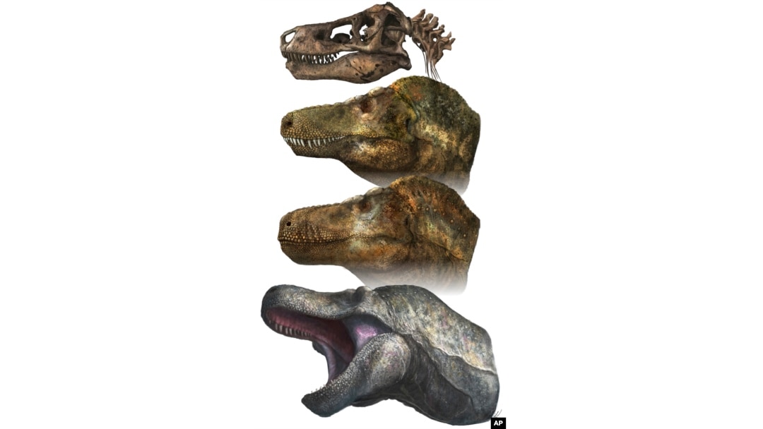 This illustration provided by Mark P. Witton in March 2023 depicts two principal models of predatory dinosaur facial appearance: crocodilian-like lipless jaws, or a lizard-like lipped mouth. (Mark P. Witton via AP)