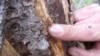 Billions of Dead Trees Force US Fire Crews to Shift Tactics