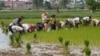 FILE - Farmers plant rice in Samroang Teav village on the outskirts of Phnom Penh, Cambodia, Aug. 23, 2015. Cambodians are expecting a 'seamless transition' when the ASEAN Economic Community (AEC) is launched in two months and hopefully heralds a second investment wave, capable of transforming this country's pool of unskilled labor into a manufacturing hub.