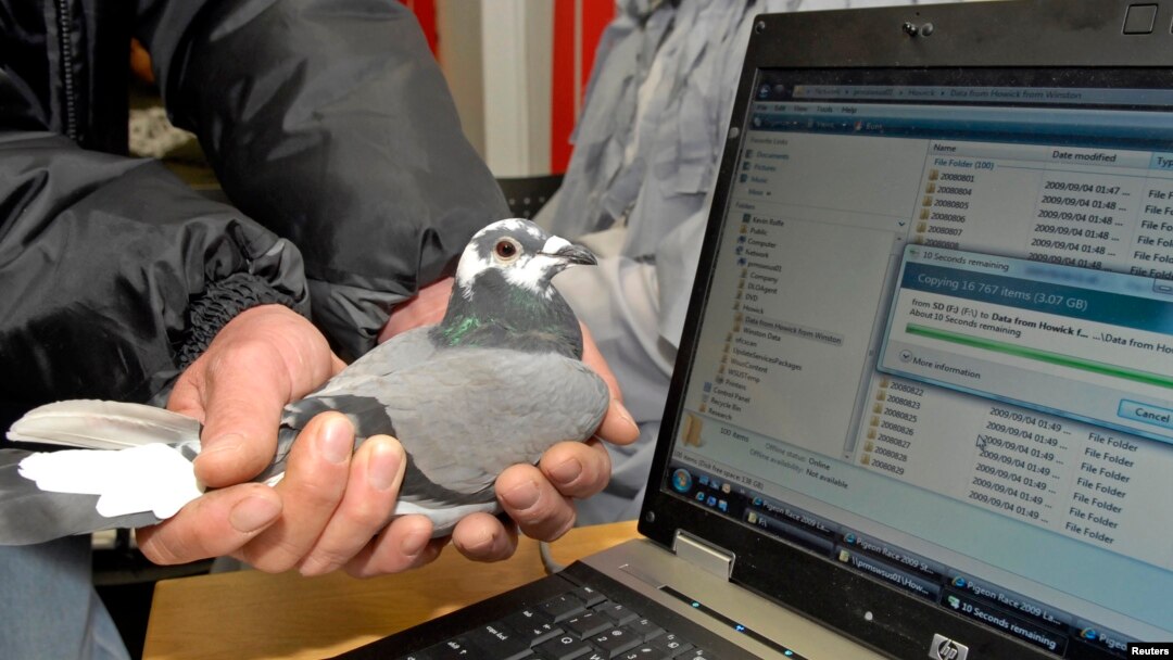 In this 2009 file photo, Winston, a carrier pigeon, is held in front of a laptop computer which is downloading data from a memory card in Durban, South Africa. A South African information technology company proved it was faster for them to transmit data with Winston the pigeon than to send it using Telkom, the country's leading internet service provider.