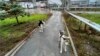 Can the Survivor Dogs of Chernobyl Teach Humans New Tricks?