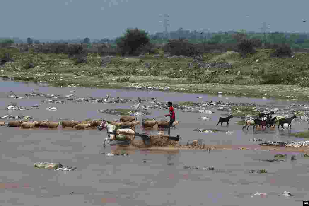 A man crosses the River Tawi on a horse cart in Jammu, India.