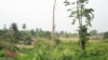 Degraded forest landscape in the Offinso District, Ghana. The original high forest cover has been modified through over-exploitation of wood resources, agriculture activities, and establishment of human settlements. (Photo by Ernest Foli, FORNESSA)