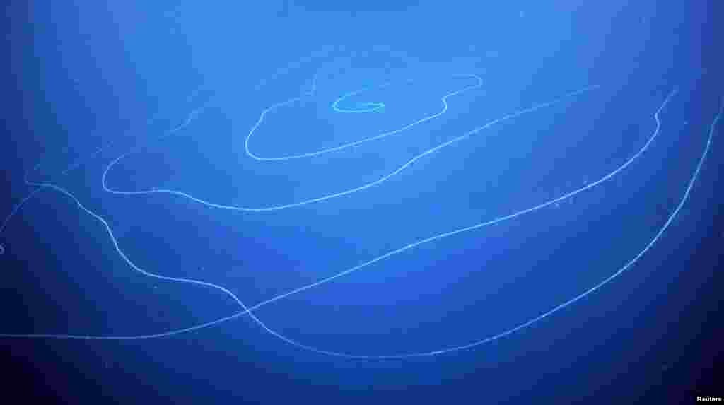 A view of a siphonophore Apolemia, recorded during the Ningaloo Canyons expedition, in deepwater off the west Australian coast in this handout picture by Schmidt Ocean Institute taken on March 16, 2020.