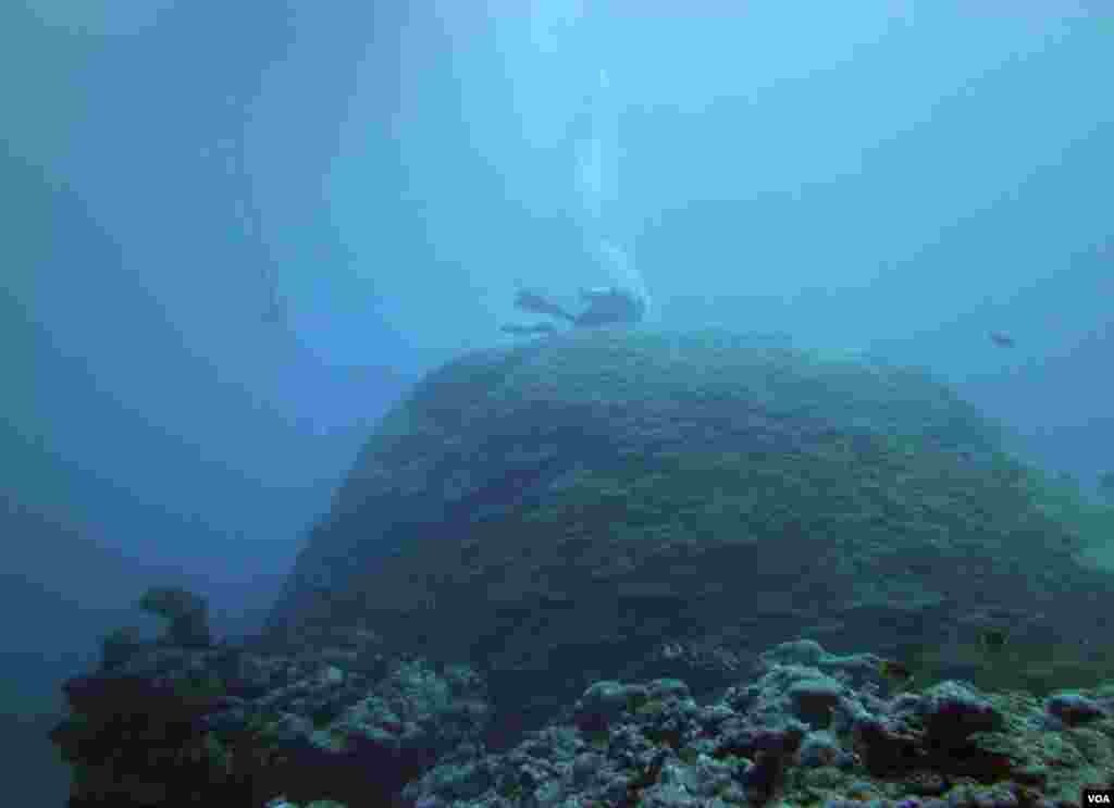 Corals grows large by adding to their height and width slowly day by day. This coral is one of the largest known and lives off the coast of Ta’u in the Samoan Archipelago. It is estimated to be over 1,000 years old. (R. Dunbar)