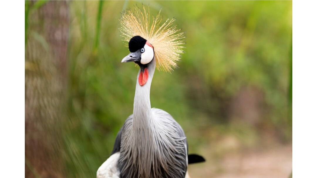 A grey crowned crane is seen at the Umusambi Village.