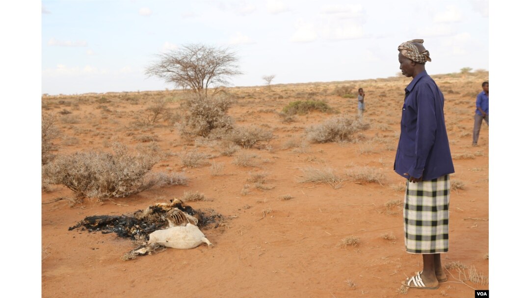 Man looks at carcass of his goats which died due to the severe drought in the Togdher region of Somaliland. (Photo: A. Osman / VOA)