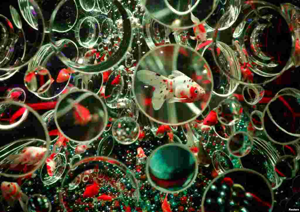 Goldfish are seen inside a water tank equipped with lenses on the surface in an artwork titled "Reflecterium" at the Art Aquarium Museum 2020 exhibition, produced by the Japanese Art Aquarium artist Hidetomo Kimura, in Tokyo, Japan.