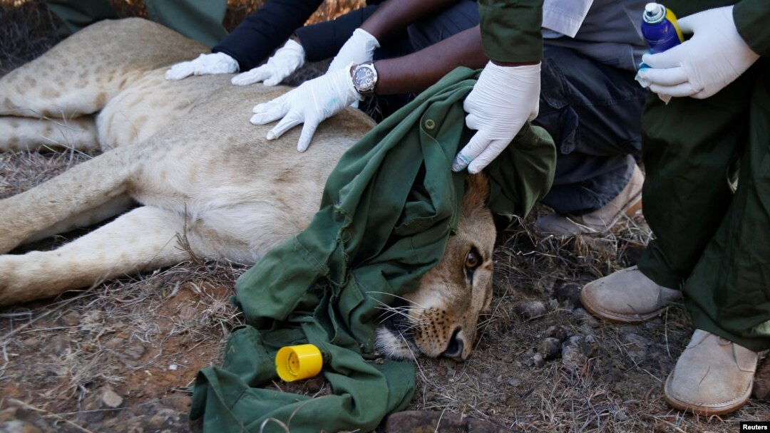 Kenya Wildlife Services veterinarians monitor a tranquilized 5-year-old lioness named Nyala after setting up a radio collar on her neck at the Nairobi National Park near Nairobi, to track her movements, Jan. 23, 2017. 