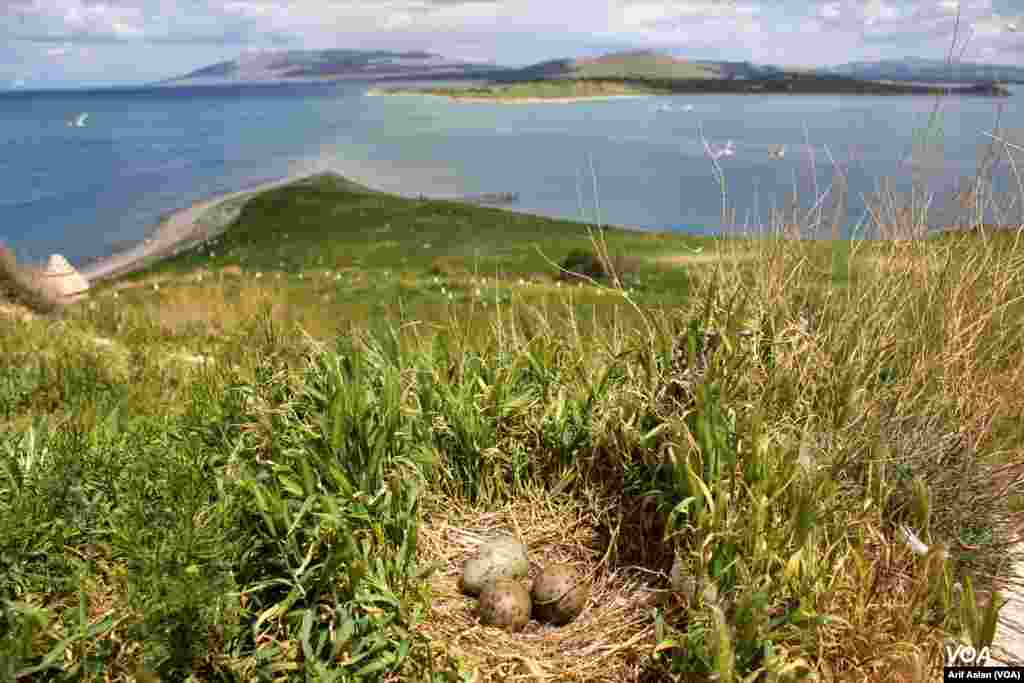 Çarpanak Island or Ktuts Island
