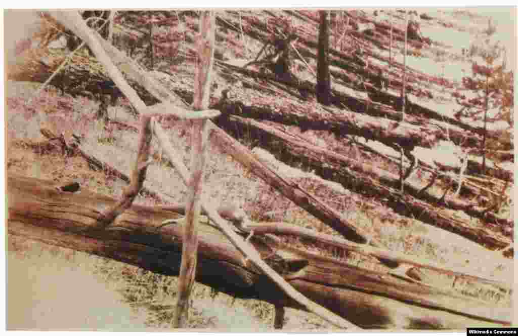 1908年在俄羅斯被“通古斯流星”焚毀的大樹。這一現象是由一顆大型流星或彗星碎片在地球表面上空5到10公里高度釋放的氣浪造成的。