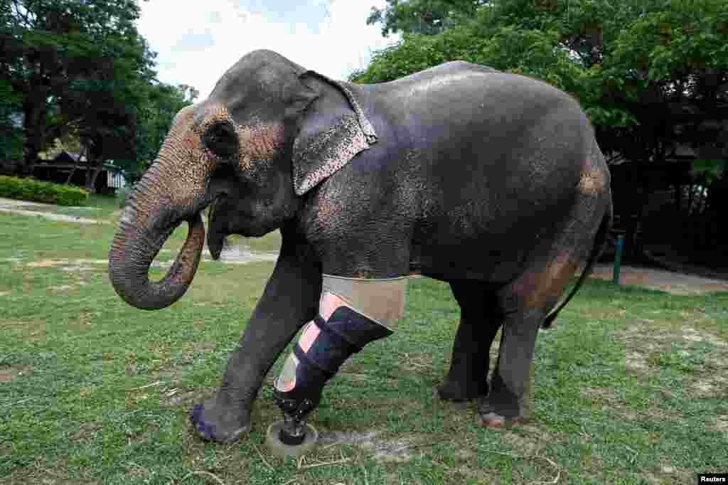 Motola, seekor gajah yang terluka oleh ranjau darat, mengenakan kaki palsunya di Yayasan Sahabat Gajah Asia di Lampang, Thailand, 29 Juni 2016.