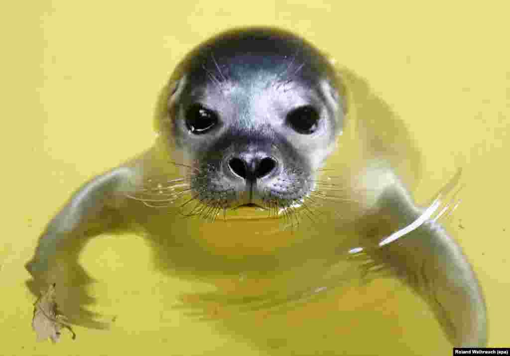 Bayi singa laut yang berusia 5 hari laut berenang di kebun binatang Duisburg, Jerman.