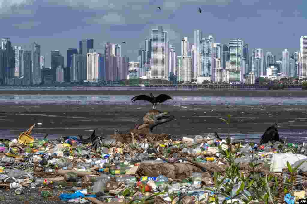 Vultures are seen over garbage, including plastic waste, at the beach of the Costa del Este neighborhood in Panama City, June 08, 2020, during the World Oceans Day.