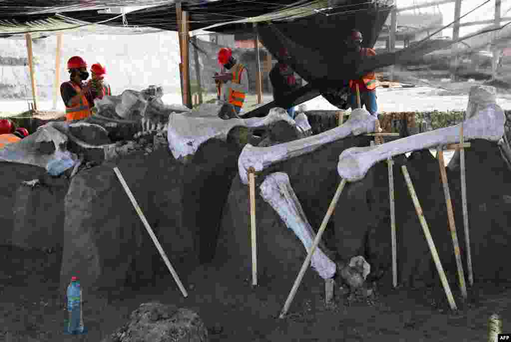 Paleontologists of the National Institute of Anthropology work on the preservation of the skeletons of mammoths found during a recent excavation, at the Santa Lucia Military Base in the Municipality of Zumpango, Mexico, Sept. 8, 2020.