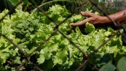 Moçambique pretende empréstimo para produzir produtos horticolas