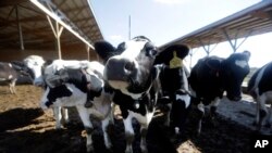 FILE Photo Oct 16, 2013 - The use of antibiotics in livestock helps the animals stay healthy and grow faster, but bacteria develop resistance to the drugs, and those resistant bacteria can spread to people. 