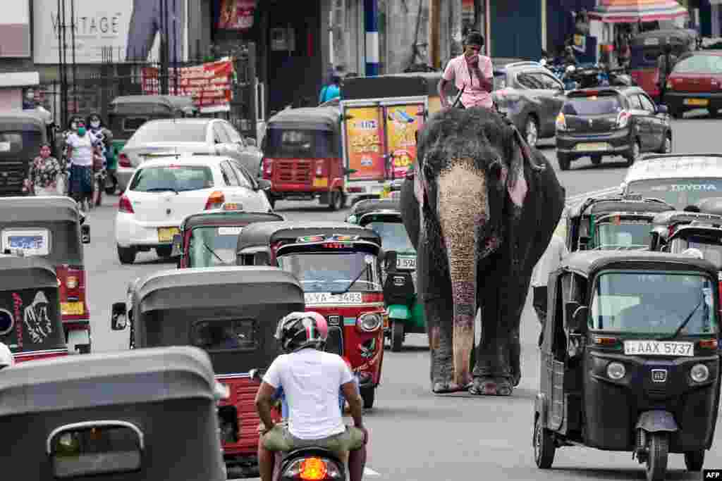 A mahout rides an elephant in the traffic down a street in Piliyandala, a suburb of Sri Lanka's capital Colombo.
