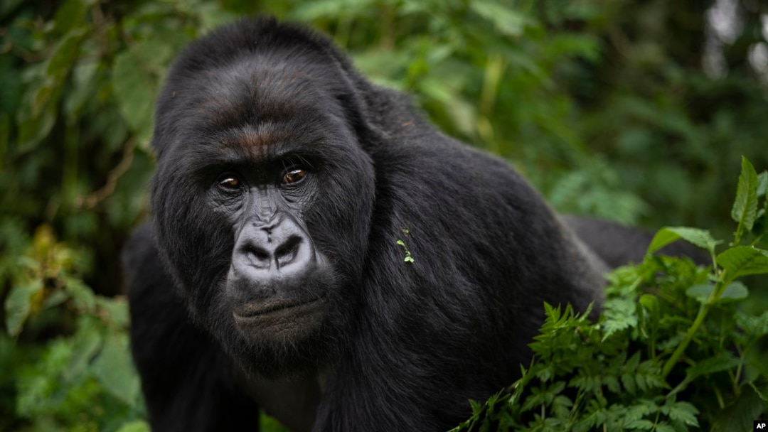 FILE - In this Sept. 2, 2019, file photo, a silverback mountain gorilla named Segasira walks in the Volcanoes National Park, Rwanda. (AP Photo/Felipe Dana, File)